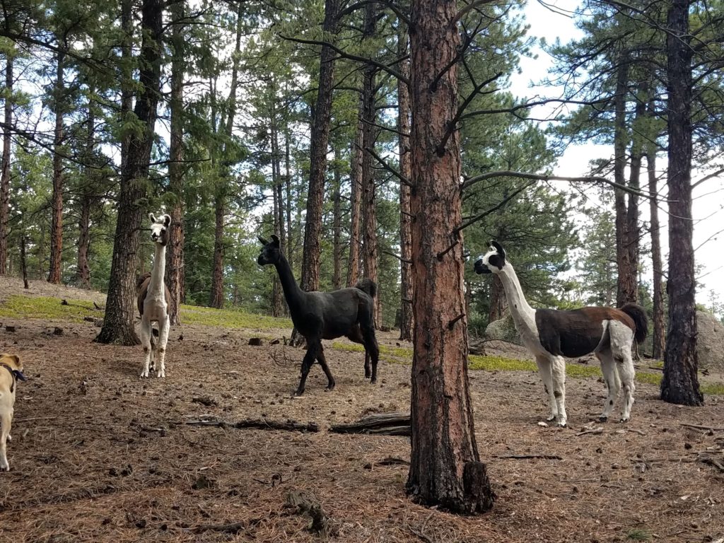 3 llamas in the trees